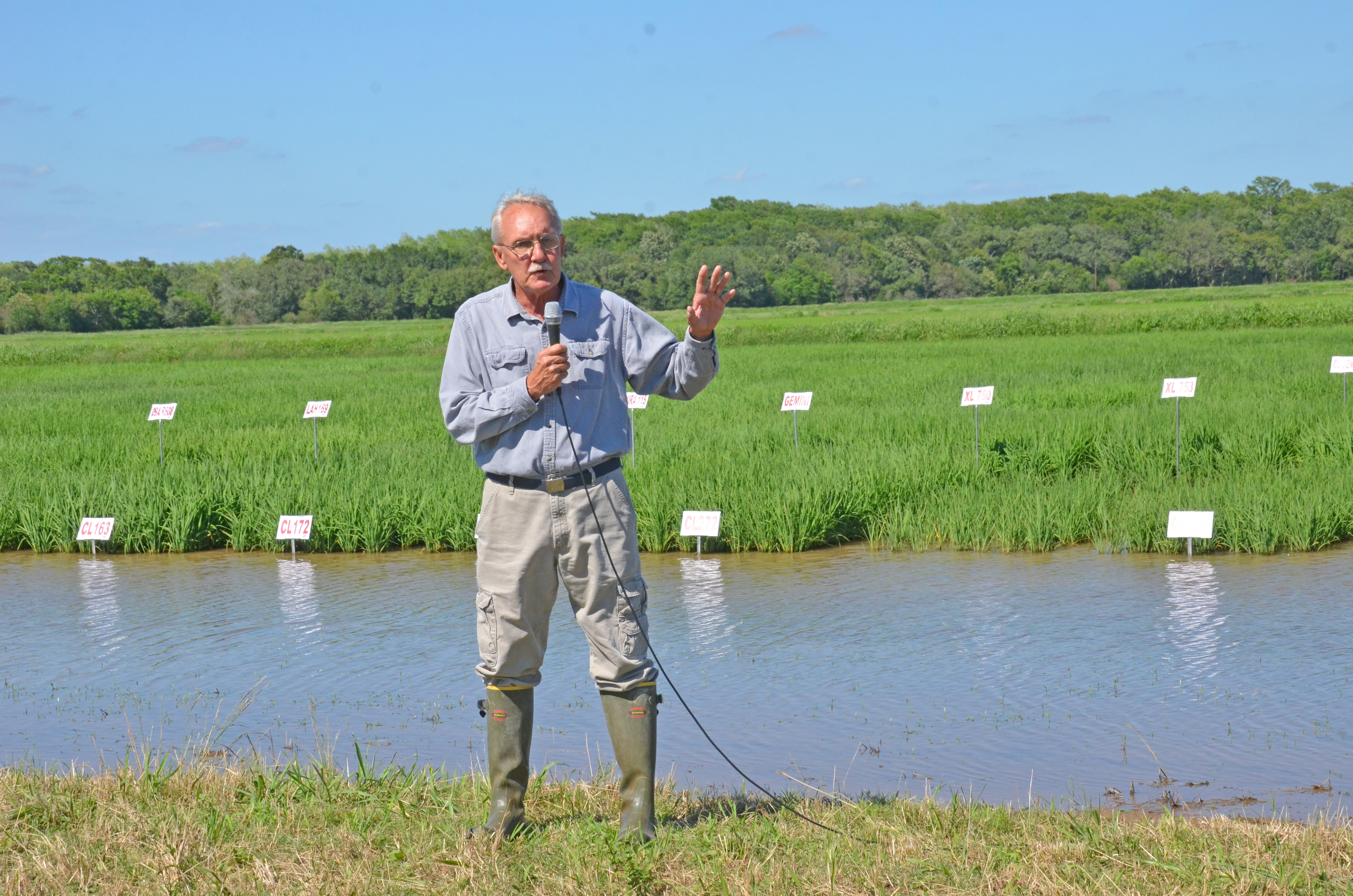 Louisiana rice acreage down 8 percent in 2017